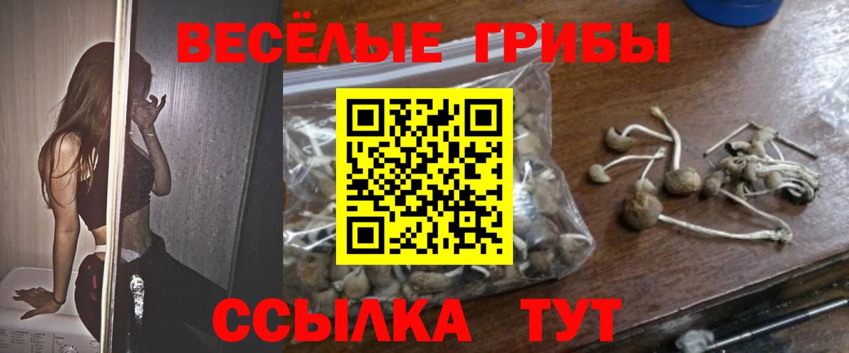 Псилоцибиновые грибы Psilocybine cubensis Карасук